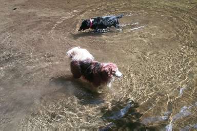 moley and allie in the water