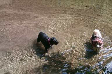 moley and allie in the h2o